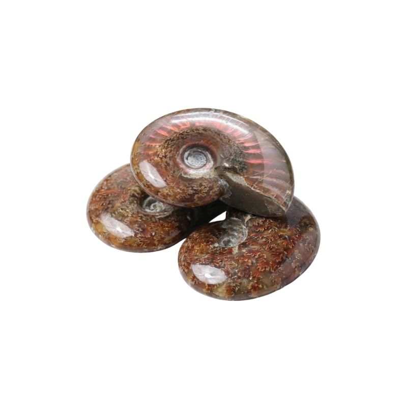 AMMONITE --> - Pierre de lithothérapie, vertus et propriétés Image